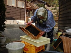 セイヨウハバノリとカヤモノリの板海苔づくり